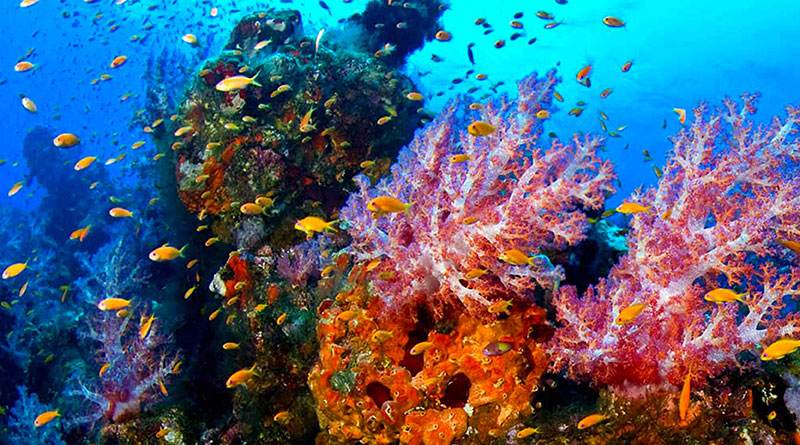 Underwater Beauty | Visit Philippines by Travelindex